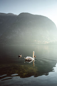 Wonderful swans swimming in lake at sunrise. hallstatt ,salzkammergut,austria.