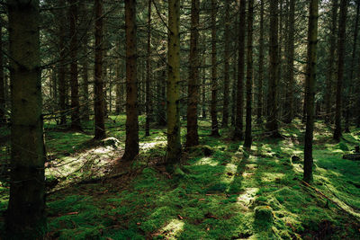 Trees in forest