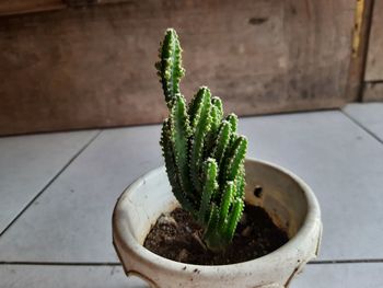Small cactus in white pot.
