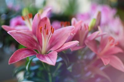 Close-up of pink flowering plant