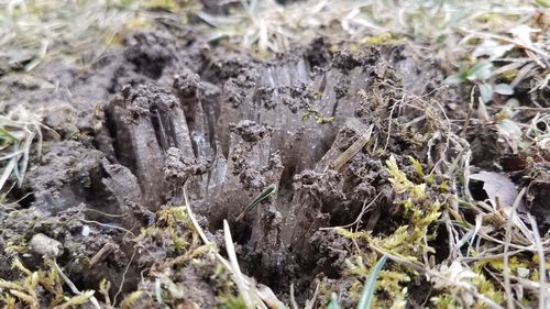 High angle view of lichen on field