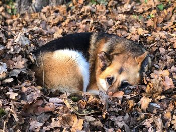 German shepherd sleeping in autumn leaves