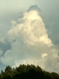 Low angle view of trees against sky