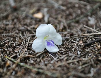 Close-up of crocus flower on field