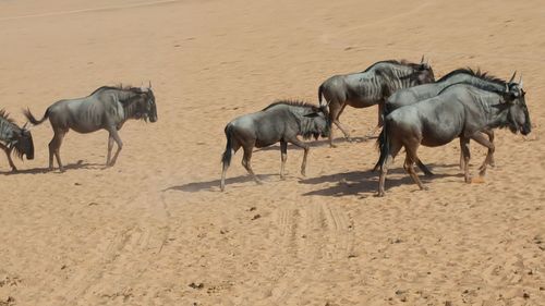 Horses on sand