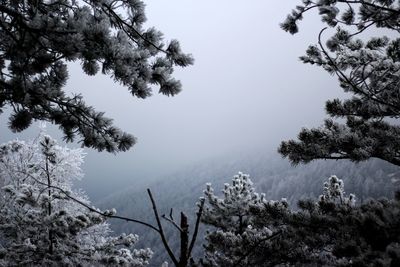 Low angle view of trees against sky