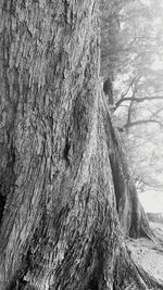 Full frame shot of tree