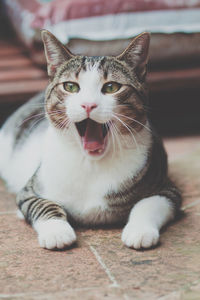 Close-up of aggressive cat