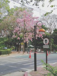 View of cherry blossom from tree