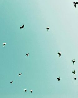 Low angle view of birds flying in sky