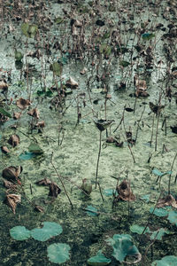 High angle view of ducks floating on lake