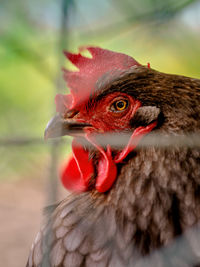 Close-up of a bird