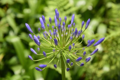 Close-up of purple flowering plant
