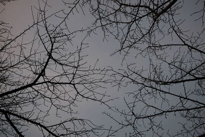 Low angle view of silhouette bare tree against sky