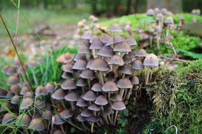 Close-up of mushrooms growing outdoors