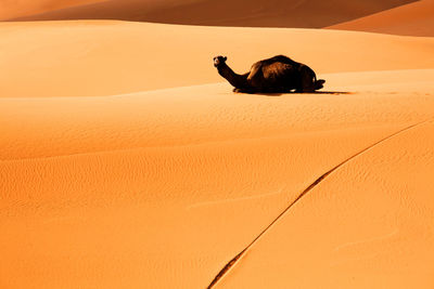 Turtle on sand dune in desert against sky