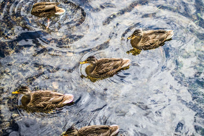 High angle view of mallard ducks swimming on lake