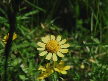 Close-up of yellow flower in field