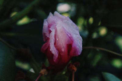 Close-up of pink flower blooming outdoors