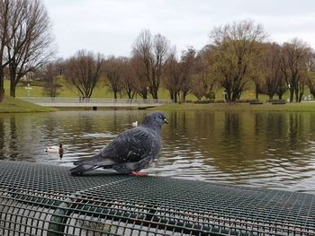 Bird perching on a lake