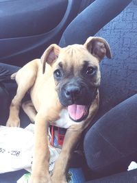 Close-up portrait of a dog