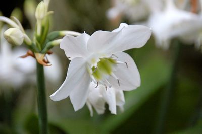 Close-up of white flower tree