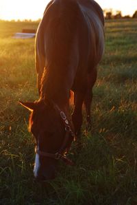 Horse on field