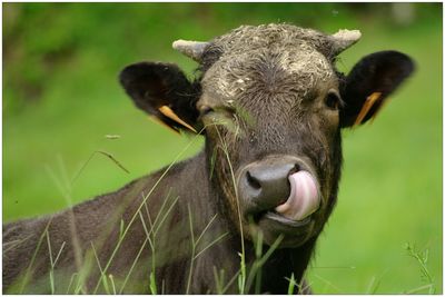 Close-up portrait of cow