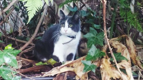 Portrait of a cat lying on ground