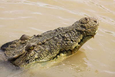 Close-up of crocodile in a water