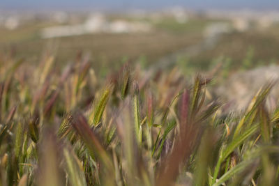 Close-up of stalks in field