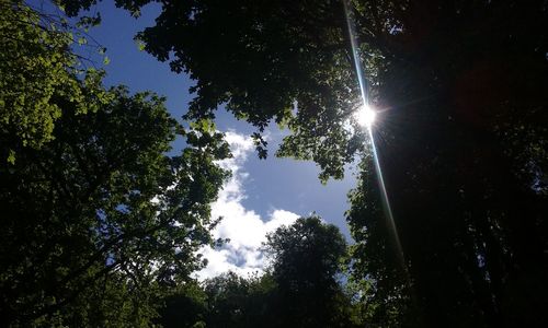 Low angle view of trees in forest