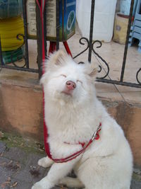 Close-up of white cat