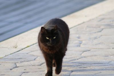 Close-up portrait of cat