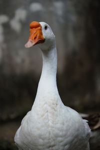 Close-up of bird