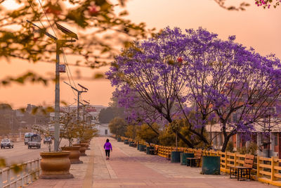 Rear view of person walking on flowering plant against sky