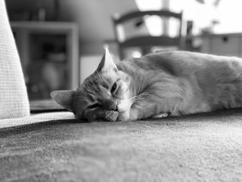 Close-up of a cat resting at home