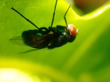 Close-up of insect on leaf