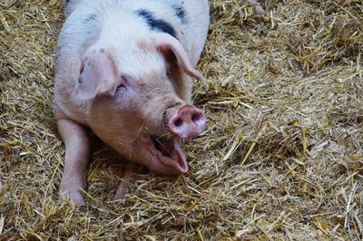 Close-up of pig in hay