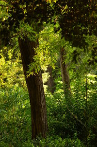 Trees growing in forest