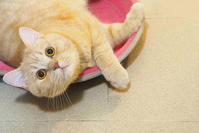 High angle view of cat lying on floor
