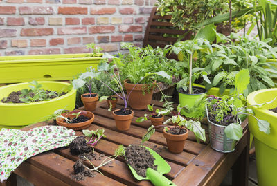 Potted plants on table