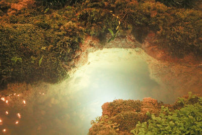 High angle view of lake amidst trees in forest
