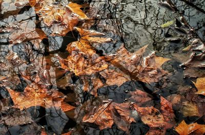 Close-up of autumn leaves fallen on tree