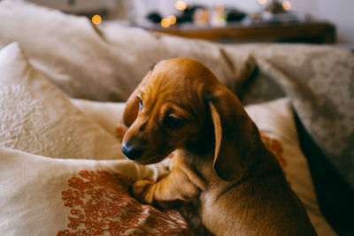 Close-up of dachshund puppy on sofa