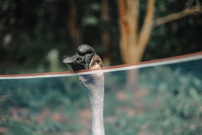 Close-up of bird behind net