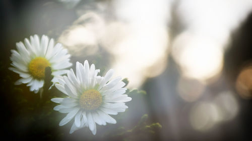 Close-up of white flowers blooming outdoors