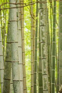 View of bamboo trees in forest