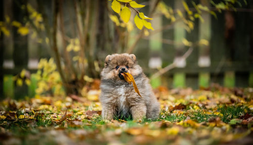Dog sitting on a field