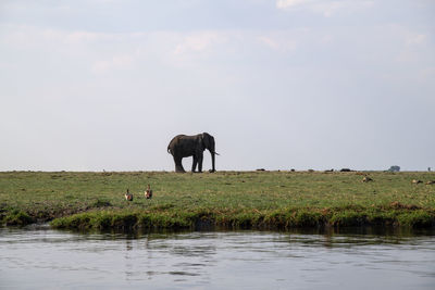 View of elephant in water against sky